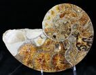 Rare Argonauticeras Ammonite - Amber Colored Crystals #23358-1